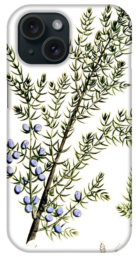 Science iPhone Case featuring the photograph Common Juniper Alchemy Plant by Science Source