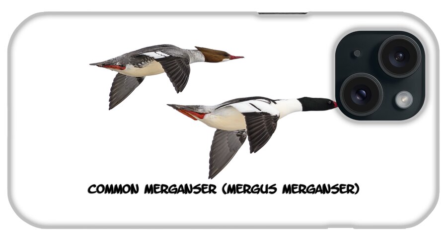 Common Mergansers iPhone Case featuring the photograph Common Mergansers Isolated 2014-1 by Thomas Young