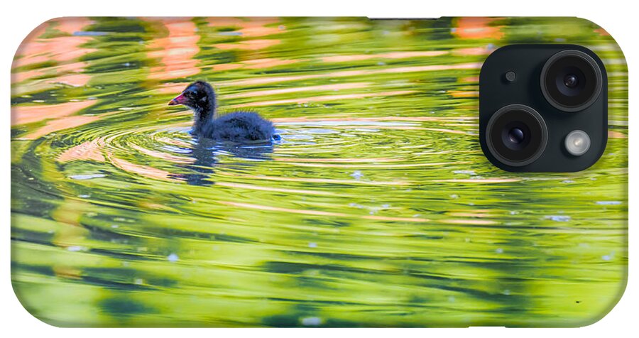 Animalia iPhone Case featuring the photograph Common Moorhen Hatchling by Jivko Nakev