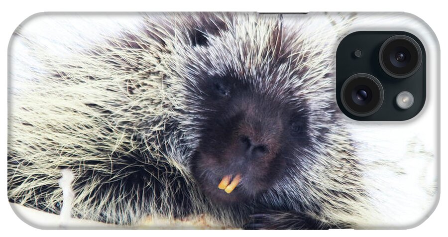 Canada iPhone Case featuring the photograph Common Porcupine by Alyce Taylor