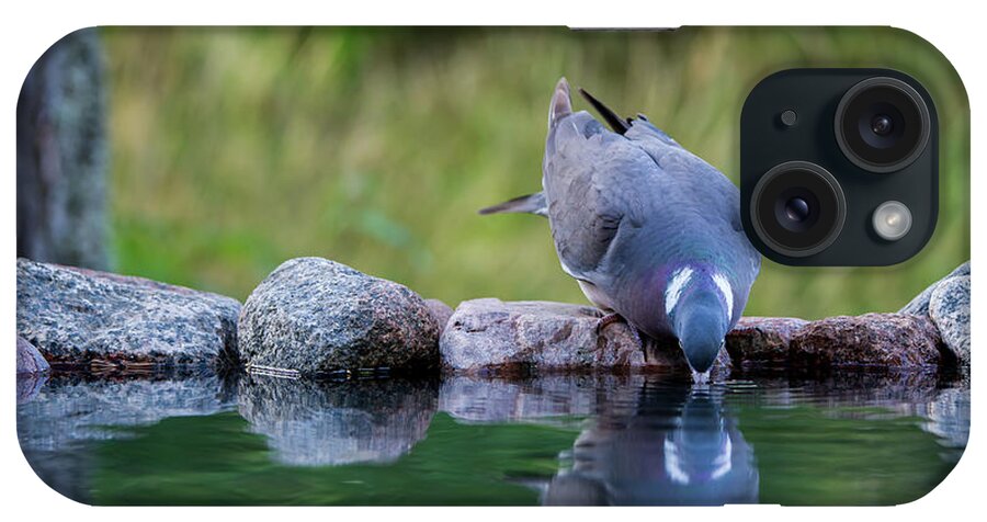 Common Wood Pigeon iPhone Case featuring the photograph Common Wood Pigeon drinking at the waterhole from the front by Torbjorn Swenelius