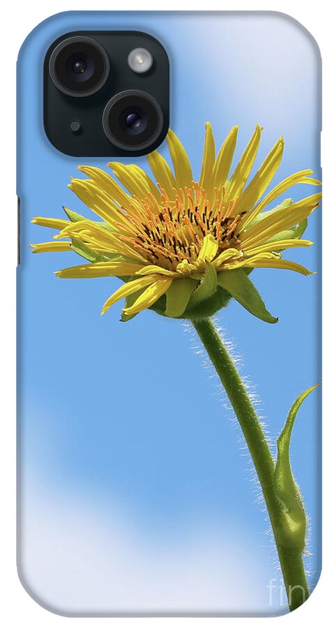 Compass Plant iPhone Case featuring the photograph Compass Plant by Anita Oakley