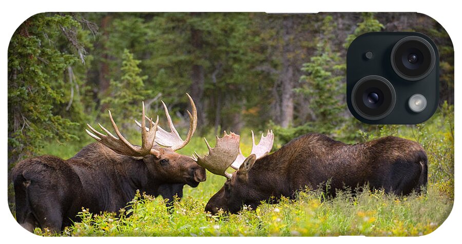Bull Moose iPhone Case featuring the photograph The Competition by Aaron Whittemore
