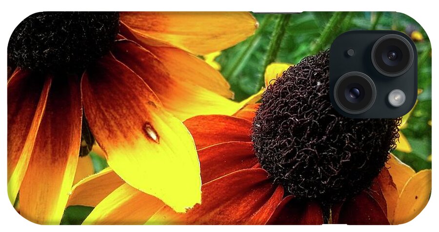 Flowers iPhone Case featuring the photograph Coneflowers by Robert Knight
