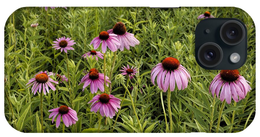 Fine Art America iPhone Case featuring the photograph Coneflowers by Scott Bean