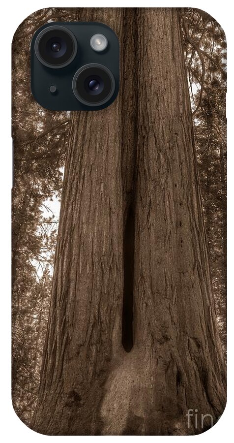 Sequoia iPhone Case featuring the photograph Contemplating Greatness by Leah McPhail