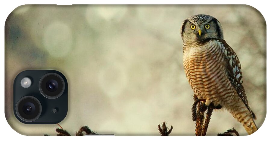 Hawk Owl iPhone Case featuring the photograph Convenient Perch by Heather King