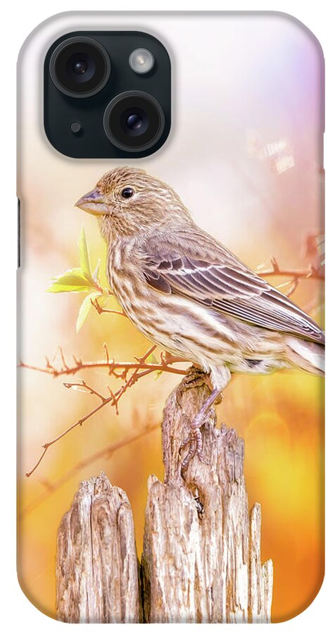 Finch iPhone Case featuring the photograph Cool Autumn Finch by Bill and Linda Tiepelman