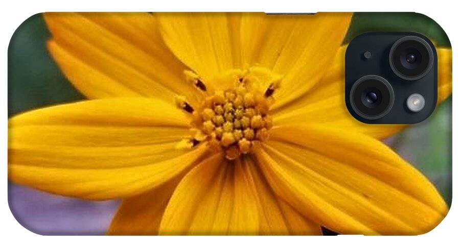 Coreopsis iPhone Case featuring the photograph Coreopsis by Jim Harris