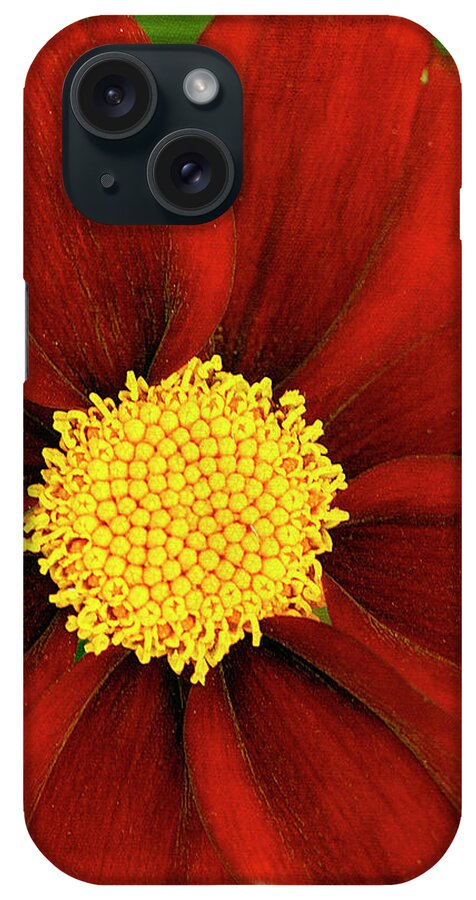 Cindi Ressler iPhone Case featuring the photograph Coreopsis Mercury Rising by Cindi Ressler