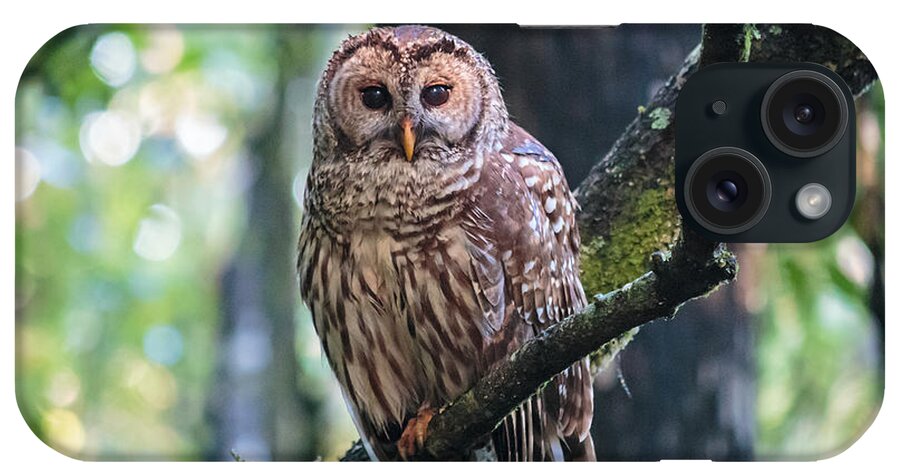 Florida iPhone Case featuring the photograph Corkscrew Swamp Sanctuary - Barred Owl Overlooking the Sanctuary by Ronald Reid