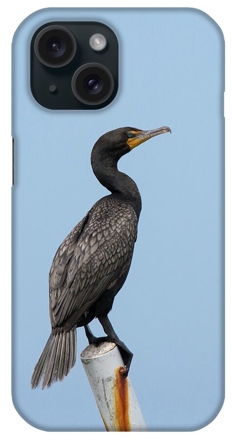 Cormorant iPhone Case featuring the photograph Cormorant Post by Paul Rebmann