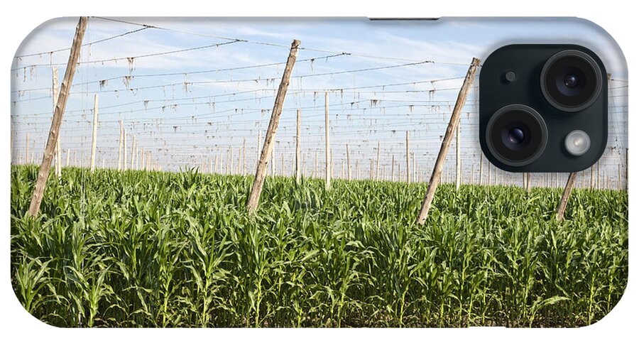 Corn iPhone Case featuring the photograph Corn Growing, Hop Trellised Field by Inga Spence