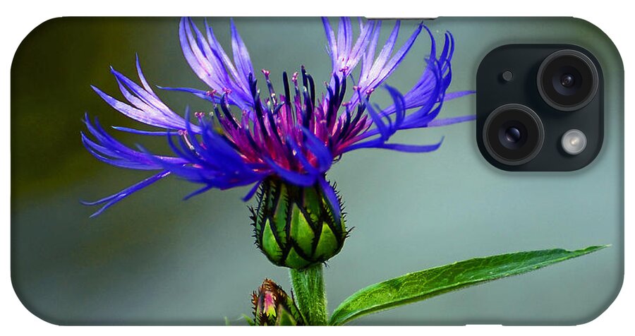 Cornflower iPhone Case featuring the photograph Cornflower by Rodney Campbell