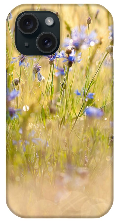 Cornflowers iPhone Case featuring the photograph Cornflowers after the rain by Arletta Cwalina