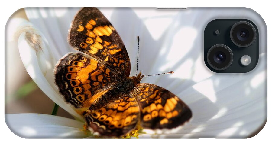 White iPhone Case featuring the photograph Pearl Crescent Butterfly on White Cosmo Flower by Angela Rath
