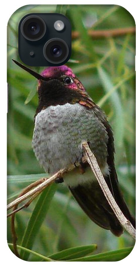 Costa's iPhone Case featuring the photograph Costa's Hummingbird 2 by Carl Moore