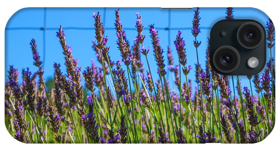 Flowers iPhone Case featuring the photograph Country Lavender VII by Shari Warren