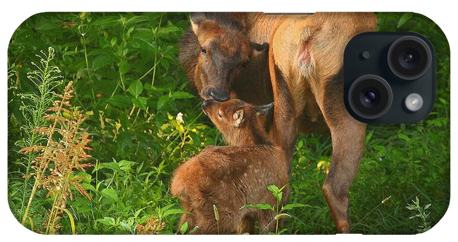 Cow Elk iPhone Case featuring the photograph Cow Elk and Newborn Calf by Michael Dougherty