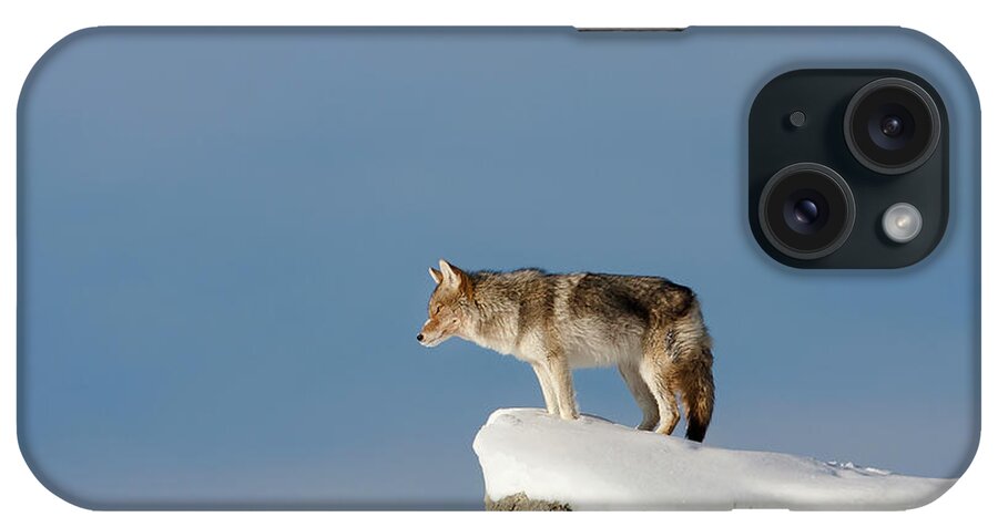 Mark Miller Photos iPhone Case featuring the photograph Coyote at Overlook by Mark Miller