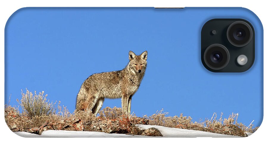 Coyote iPhone Case featuring the photograph Coyote by Ronnie And Frances Howard