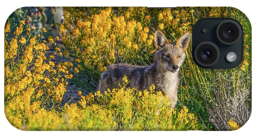Coyote iPhone Case featuring the photograph Coyote Spring by Lisa Manifold