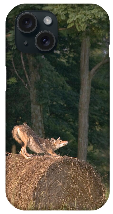 Coyote iPhone Case featuring the photograph Coyote Stretching on Hay Bale by Michael Dougherty