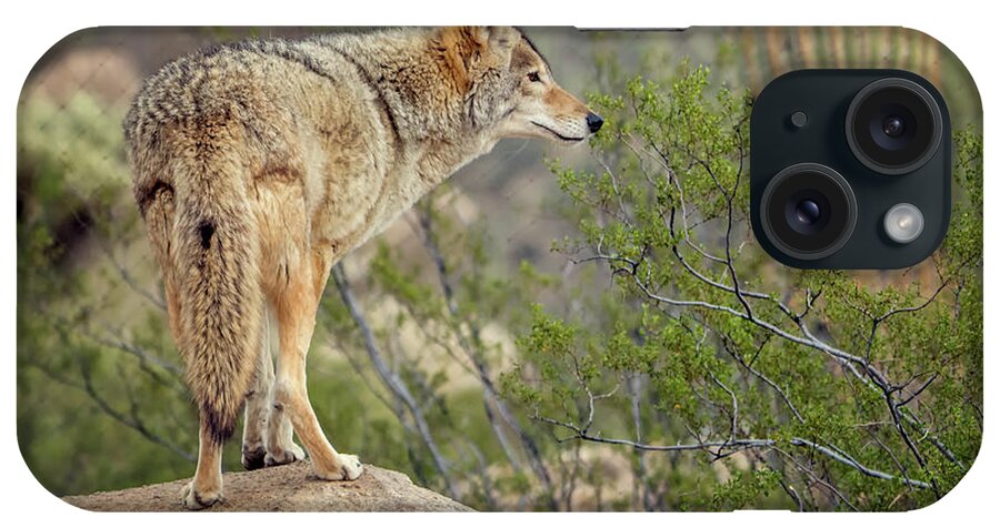 Coyote iPhone Case featuring the photograph Coyote by Tam Ryan