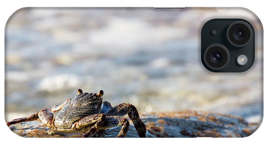 Crab iPhone Case featuring the photograph Crab Looking for Food by David Buhler