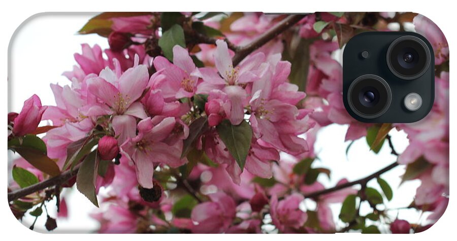 Landscape iPhone Case featuring the photograph Crabapple Blossoms #3 by Donna L Munro