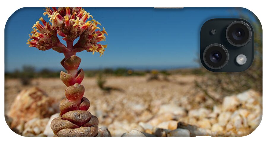 Africa iPhone Case featuring the photograph Crassula Plant In Quartz Fields by Francesco Tomasinelli