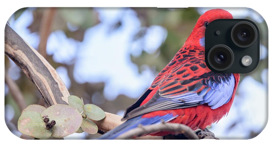 Bird iPhone Case featuring the photograph Crimson Rosella 03 by Werner Padarin