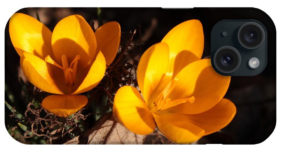 Flowers iPhone Case featuring the photograph Crocus 1 by Jean Evans