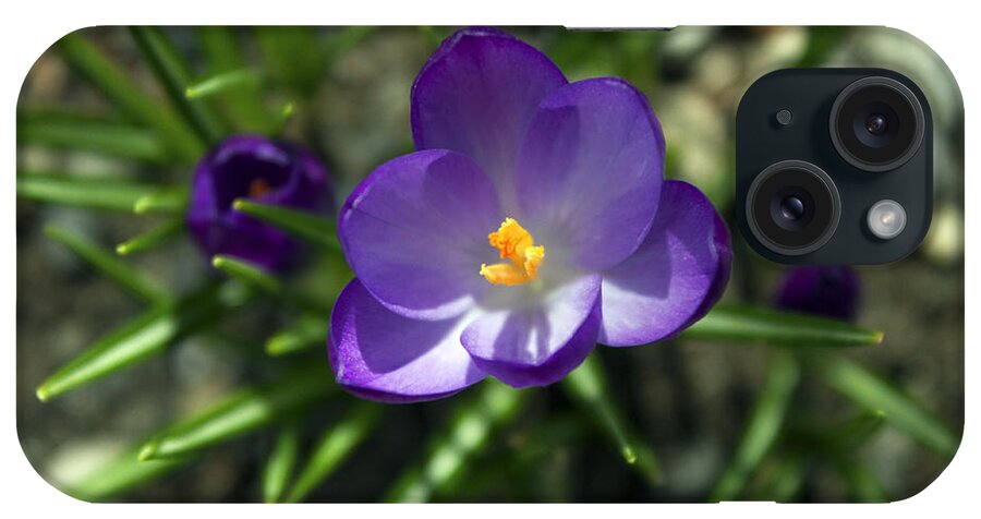 Flower iPhone Case featuring the photograph Crocus In Bloom #1 by Jeff Severson