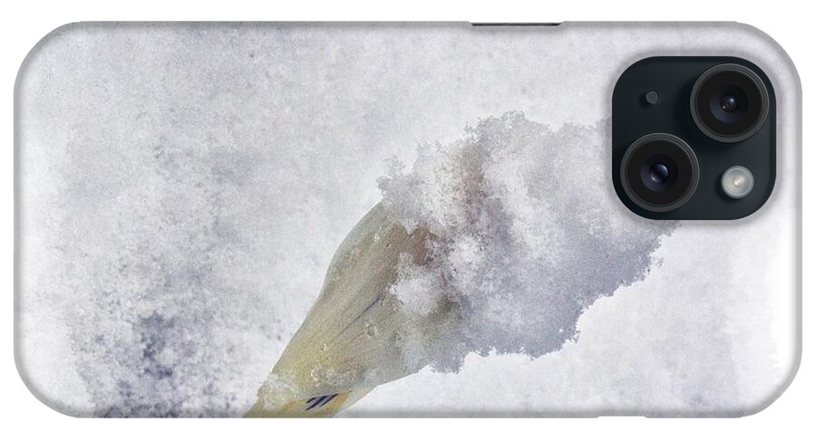 Crocus iPhone Case featuring the photograph Crocus Snow Cone by Constantine Gregory