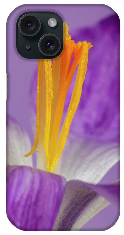 Crocus iPhone Case featuring the photograph Crocus Stamens by Diane Fifield