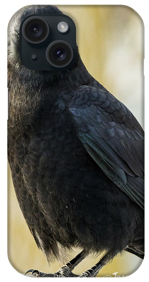 Minnesota iPhone Case featuring the photograph Crow by Joan Wallner