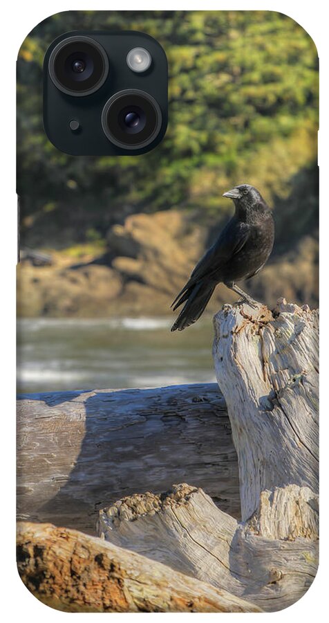Crow iPhone Case featuring the photograph Crow on Driftwood 0683 by Kristina Rinell