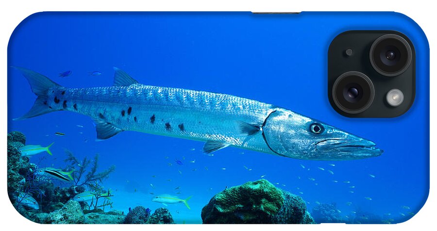 Barracuda iPhone Case featuring the photograph Shimmer by Aaron Whittemore