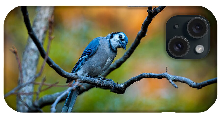Animal iPhone Case featuring the photograph Curious Blue Jay by Jeff Phillippi