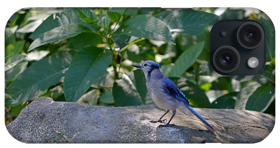 Blue Jay iPhone Case featuring the photograph Curious Cutie by Dani McEvoy