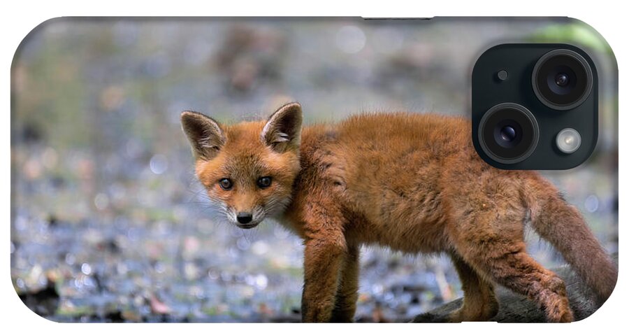 Fox Cub. Baby Fox iPhone Case featuring the photograph Curious fox cub by Sam Rino