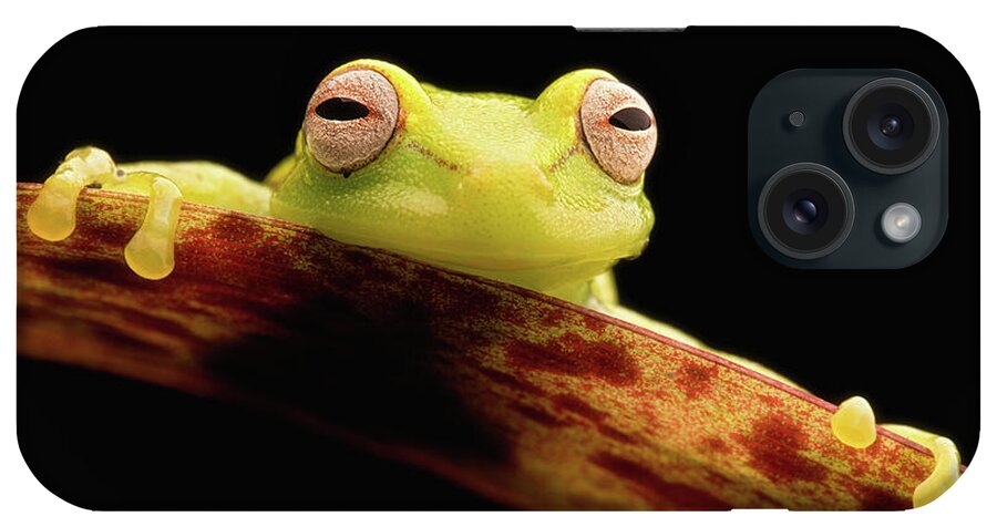 Frog iPhone Case featuring the photograph Curious little Amazonian tree frog by Dirk Ercken
