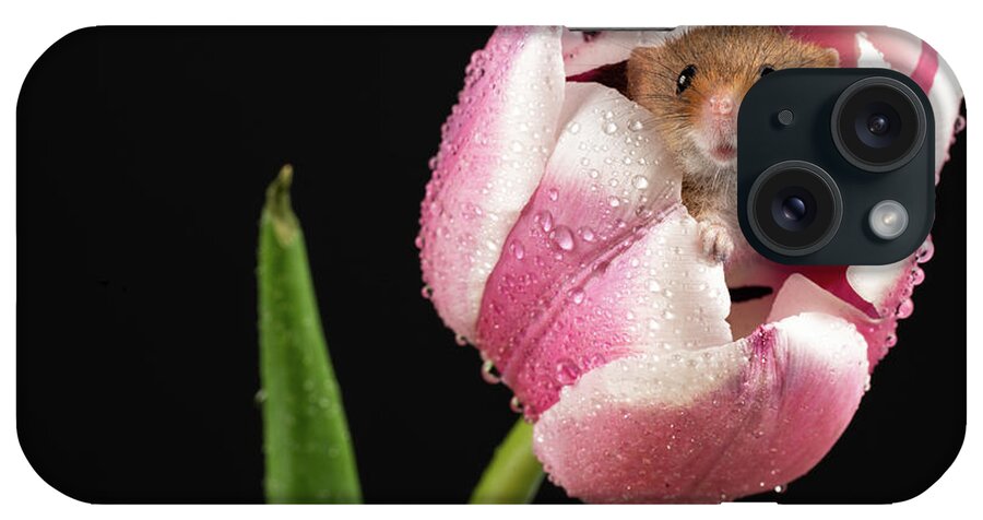 Mouse iPhone Case featuring the photograph Curious little Fella by Framing Places