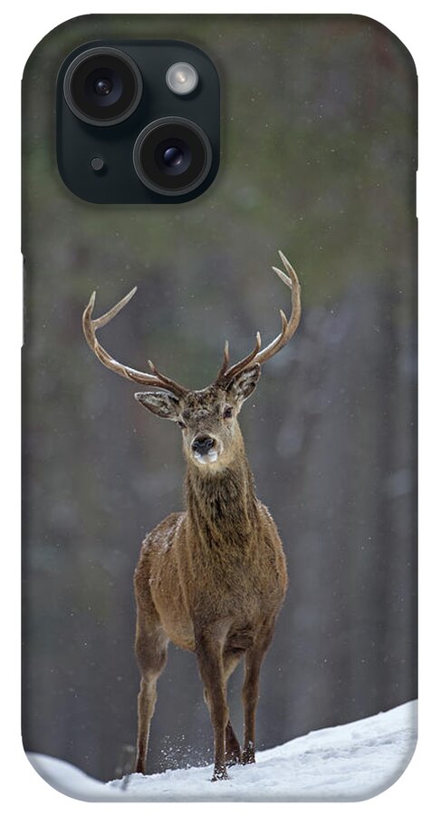 Red iPhone Case featuring the photograph Curious Stag by Pete Walkden