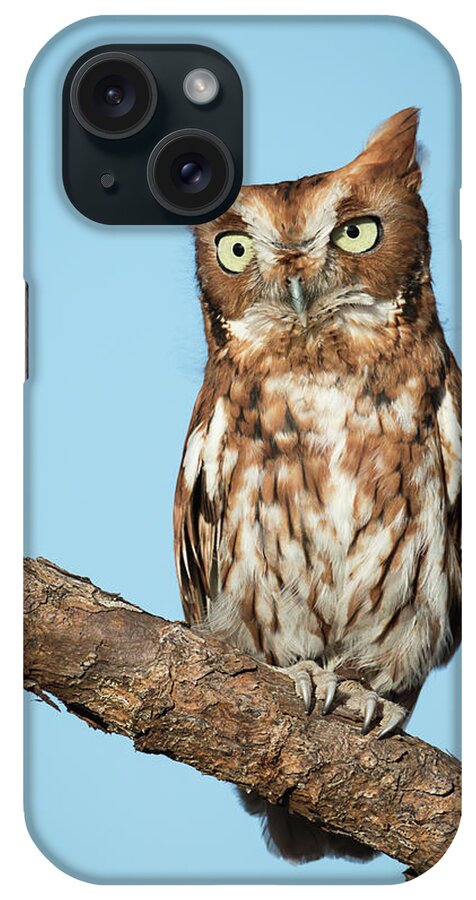 Apopka iPhone Case featuring the photograph Cute as a Button by Dawn Currie