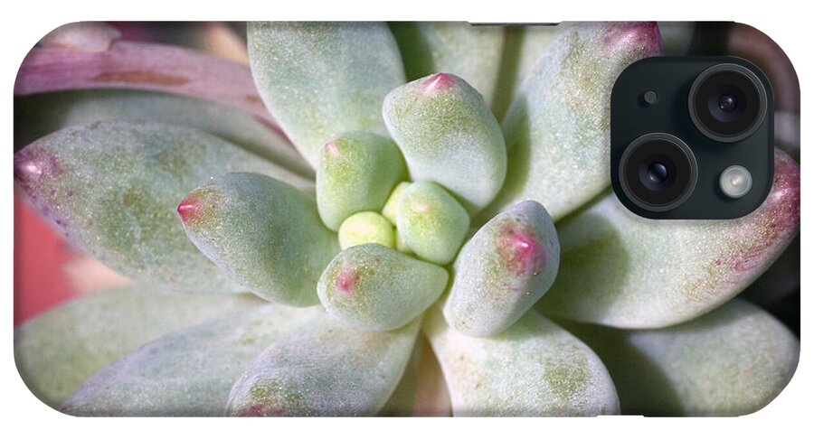 Succulent iPhone Case featuring the photograph Cute Succulent Plant by Catherine Lau