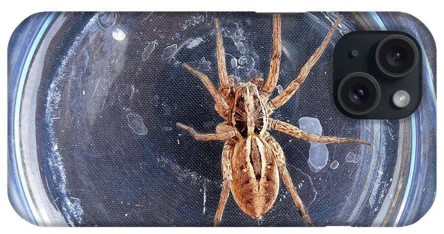 Spider iPhone Case featuring the photograph D-A0012 Wolf Spider on Sonoma Mountain by Ed Cooper Photography