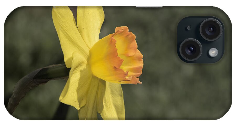 Amador County iPhone Case featuring the photograph Daffodil by Jim Thompson