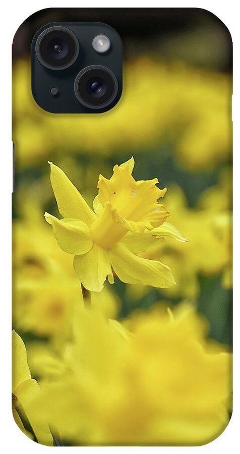 Daffodil iPhone Case featuring the photograph Daffodil by Kuni Photography